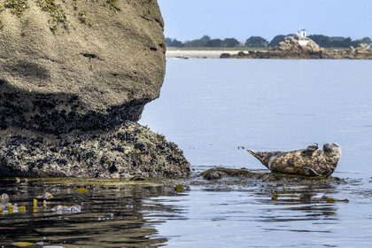 France, Finistère, Penmarch, Étocs archipelago, gray seal (halichoerus grypus)
