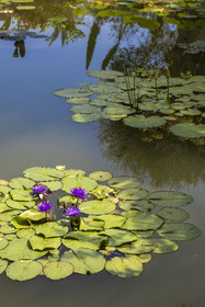 France, Alpes-Maritimes, Menton, Val Rahmeh Botanical Garden, water lilies basin