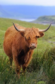 United Kingdom, Scotland, Highland, Inner Hebrides, Isle of Mull, Highland cattle