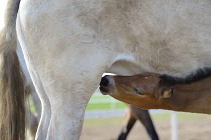 Spain, Andalusia, Seville Province, Utrera, the Ayala stud farm (Yeguada Ayala), Andalusian horse also known as the Pure Spanish Horse or PRE (Pura Raza Espanola), foal suckling his mother