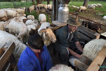 France, Alpes-Maritimes (06), vallée de la Roya (arrière-pays niçois), au pied du parc national du Mercantour, Tende, Casterino dans la vallée de la Casterine, traite à la main des brebis dans les pâtures par les bergers Céline et Georges Giordano