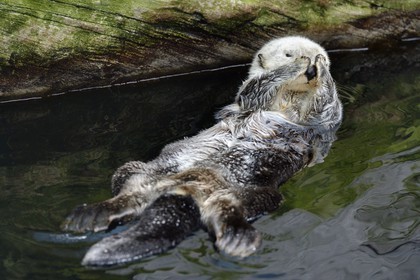 Portugal, Lisbonne, Parque das Nações (Parc des nations) construit pour l'exposition universelle de 1998, Oceanário (Oceanarium), loutre de mer (Enhydra lutris)