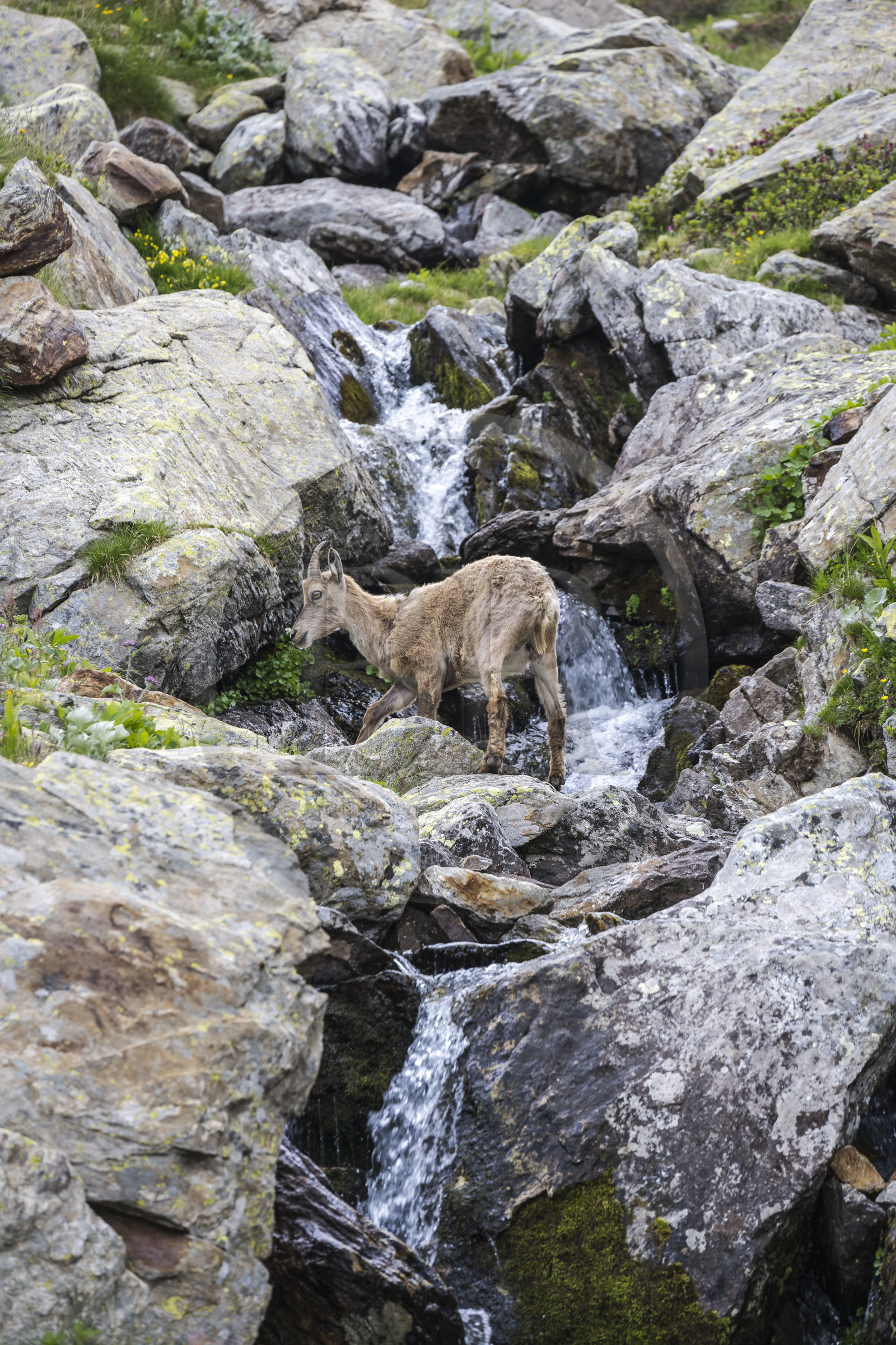 France, Alpes-Maritimes (06), parc national du Mercantour, Haute-Vésubie, Saint-Martin-Vésubie, Val du Haut Boréon, bouquetin des Alpes (Capra ibex) femelle appelée étagne vers le lac de Trécolpas