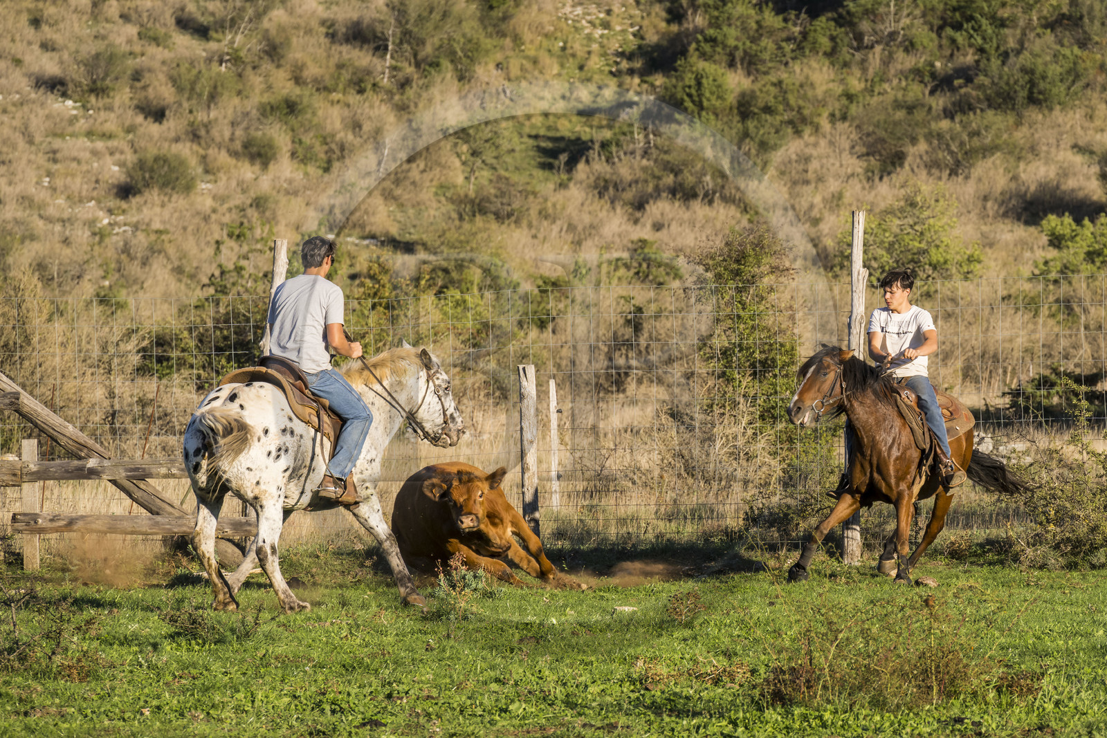 France, Hérault (34), les Causses et les Cévennes, paysage culturel de l'agro-pastoralisme méditerranéen inscrit au Patrimoine Mondial de l'UNESCO, La Vacquerie-et-Saint-Martin-de-Castries, le Mas de Cisco, Julian et son frère Charlie Amposta s'entrainant à diriger les vaches de leur troupeau