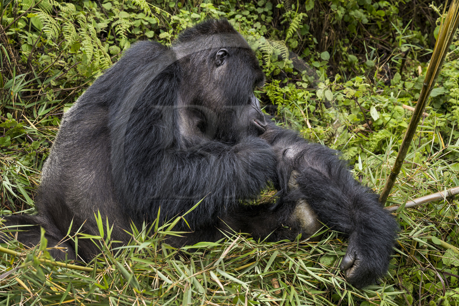 Rwanda, Province du Nord, Parc National des Volcans dans la chaine des Monts Virunga, mont Karisimbi, gorille des montagnes (Gorilla beringei beringei) du groupe Susa, male appelé dos argenté (silverback)