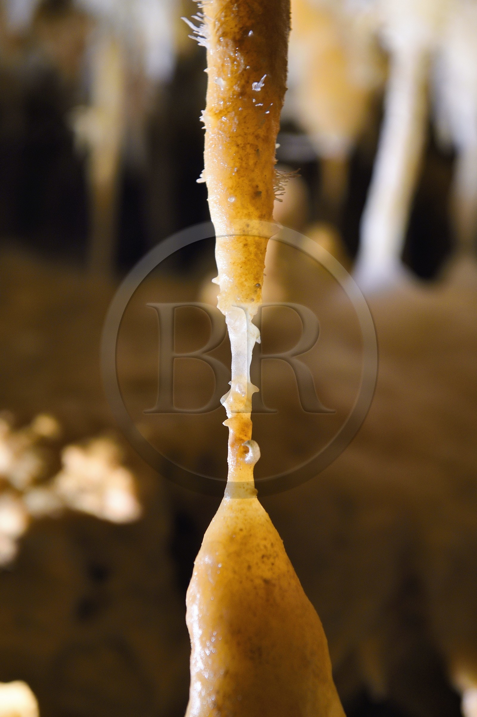 France, Dordogne (24), Périgord Noir, Les Eyzies-de-Tayac, site classé Patrimoine Mondial de l'UNESCO, enchevetrement de cristallisations dans la grotte du Grand-Roc, rencontre d'une stalactite et d'une stalagmite