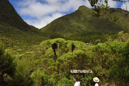 France, Ile de la Reunion, Saint Benoit, Parc national de La Reunion, classé Patrimoine Mondial de l'UNESCO, foret de Bébour, fougères arborescentes