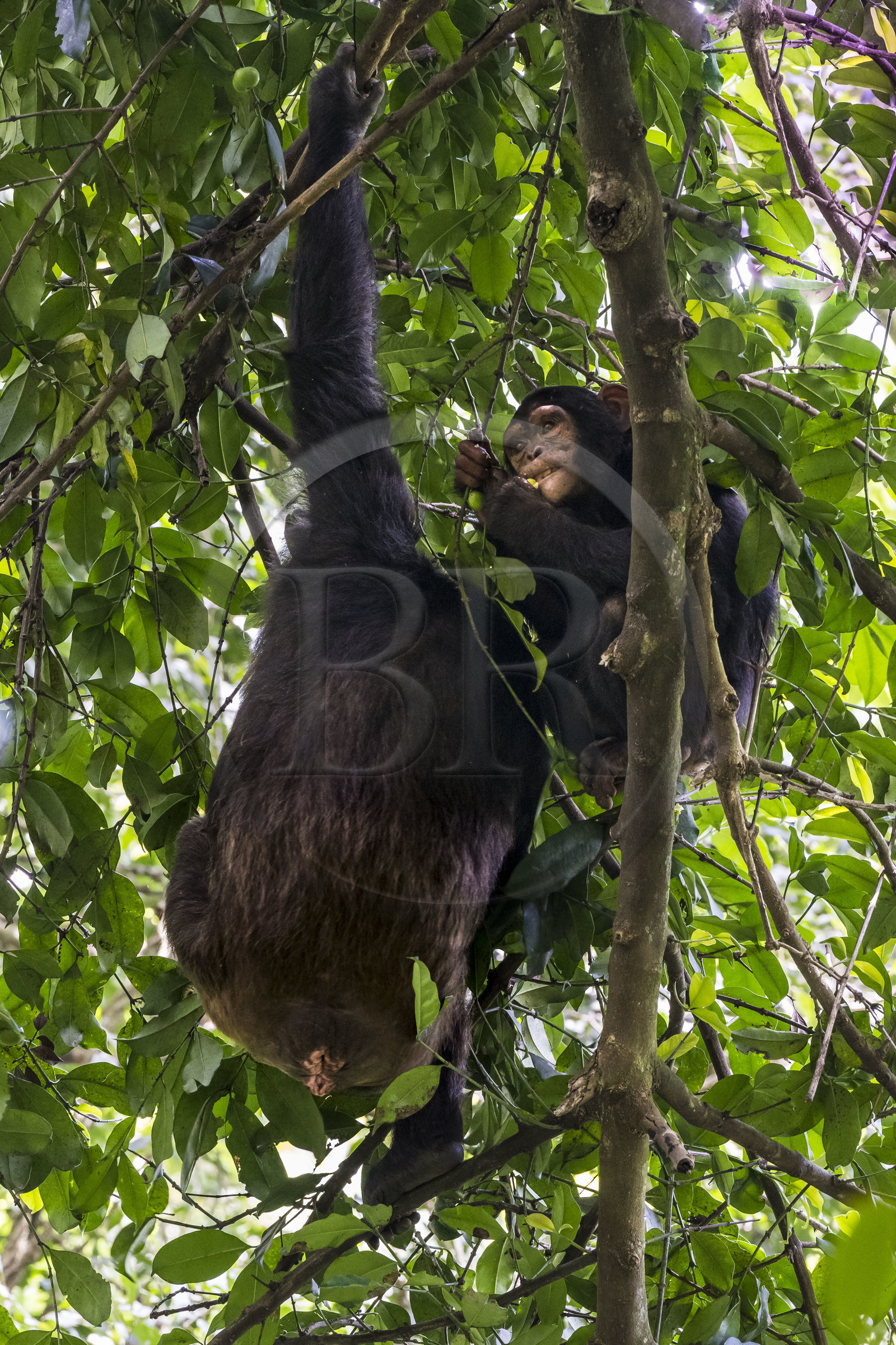 Rwanda, Province de l’Ouest, Nyakabuye, Parc national de Nyungwe, forêt tropicale humide naturelle de Cyamudongo, Chimpanzés commun (Pan Troglodytes)