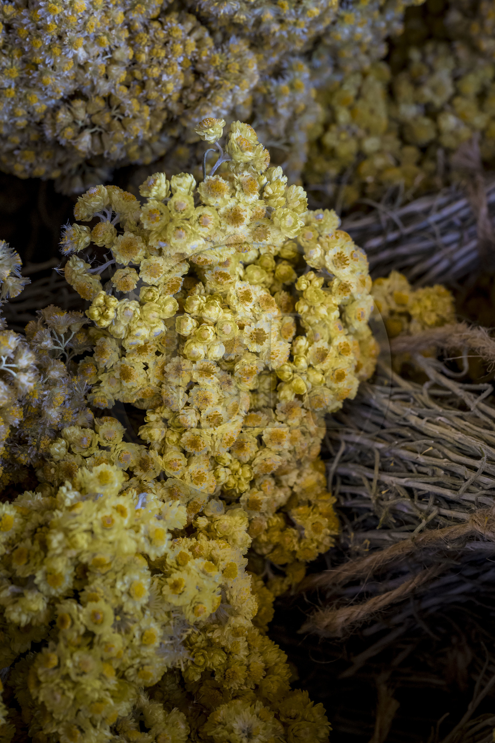 France, Charente-Maritime (17), Ile d'Oléron, Saint-Georges-d'Oléron, immortelle des dunes (helichrysum stoechas) France, Charente-Maritime (17), Ile d'Oléron, Saint-Georges-d'Oléron, immortelle des dunes (helichrysum stoechas)