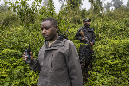 Rwanda, Province du Nord, Parc National des Volcans dans la chaine des Monts Virunga, mont Karisimbi, le garde Ferdinand Ndamiyabo et pisteur du Parc accompagnant des touristes à la rencontre des gorilles des montagnes du groupe Susa