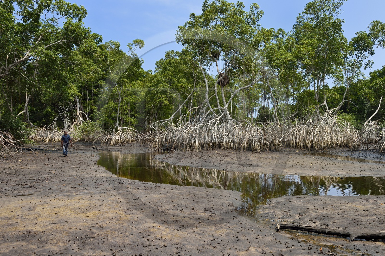 Gabon, province de Ogooué- Maritime, Parc National du Loango, mangrove de l'embouchure de la lagune Iguéla