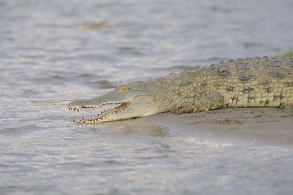 Tanzania, Selous Game Reserve is one of the largest fauna reserves of the world and designated a UNESCO World Heritage Site in 1982, Nile crocodile (Crocodylus niloticus) on the lake Nzerakera from the Rufiji river