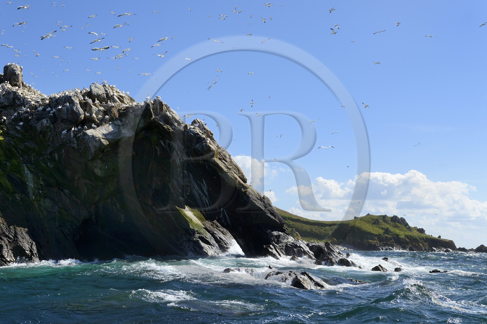 France, Côtes-d'Armor (22), Perros-Guirec, archipel et réserve ornithologique de Sept-Iles, Ile Rouzic, colonie de fous de Bassan (Morus bassanus), unique point de nidification en France pour plus de 20000 couples