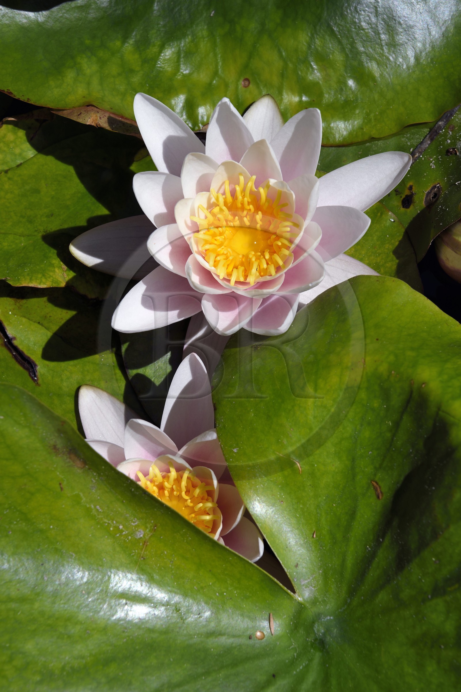 France, Alpes-Maritimes (06), Menton, quartier de Garavan, le jardin de Maria Serena, fleur de nénuphar