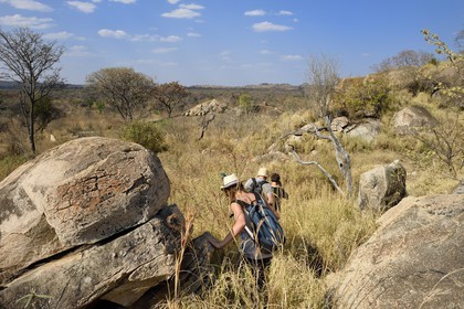 Zimbabwe, Matabeleland South Province, Matobo or Matopos Hills National Park, listed as World Heritage by UNESCO, walking safari in search of White Rhinoceros (Ceratotherium simum)