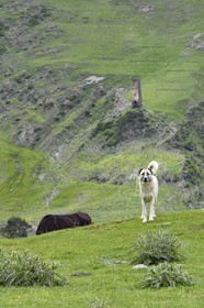 Georgia, Kakheti, Tusheti National Park, Alazani River Valley in the mountains of Pirikiti, Caucasian Shepherd herding dog