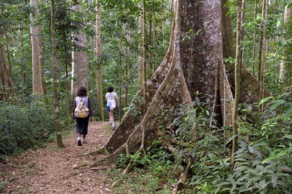 Caraïbes, Ile de la Dominique, Parc national de Morne Diablotin, chataignier dominicain (sloanea caribaea), en créol Chatannyé Ti-Fèy