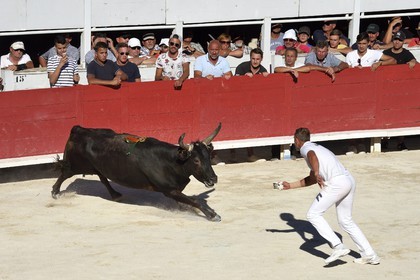 France, Bouches-du-Rhône (13), Arles, la course camarguaise  de la Cocarde d'Or aux Arènes, raseteur tentant d'attraper les attributs primés sur les cornes du taureau