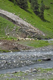 Georgia, Kakheti, Tusheti National Park, Alazani River Valley in the mountains of Pirikiti, flock of sheep along the river
