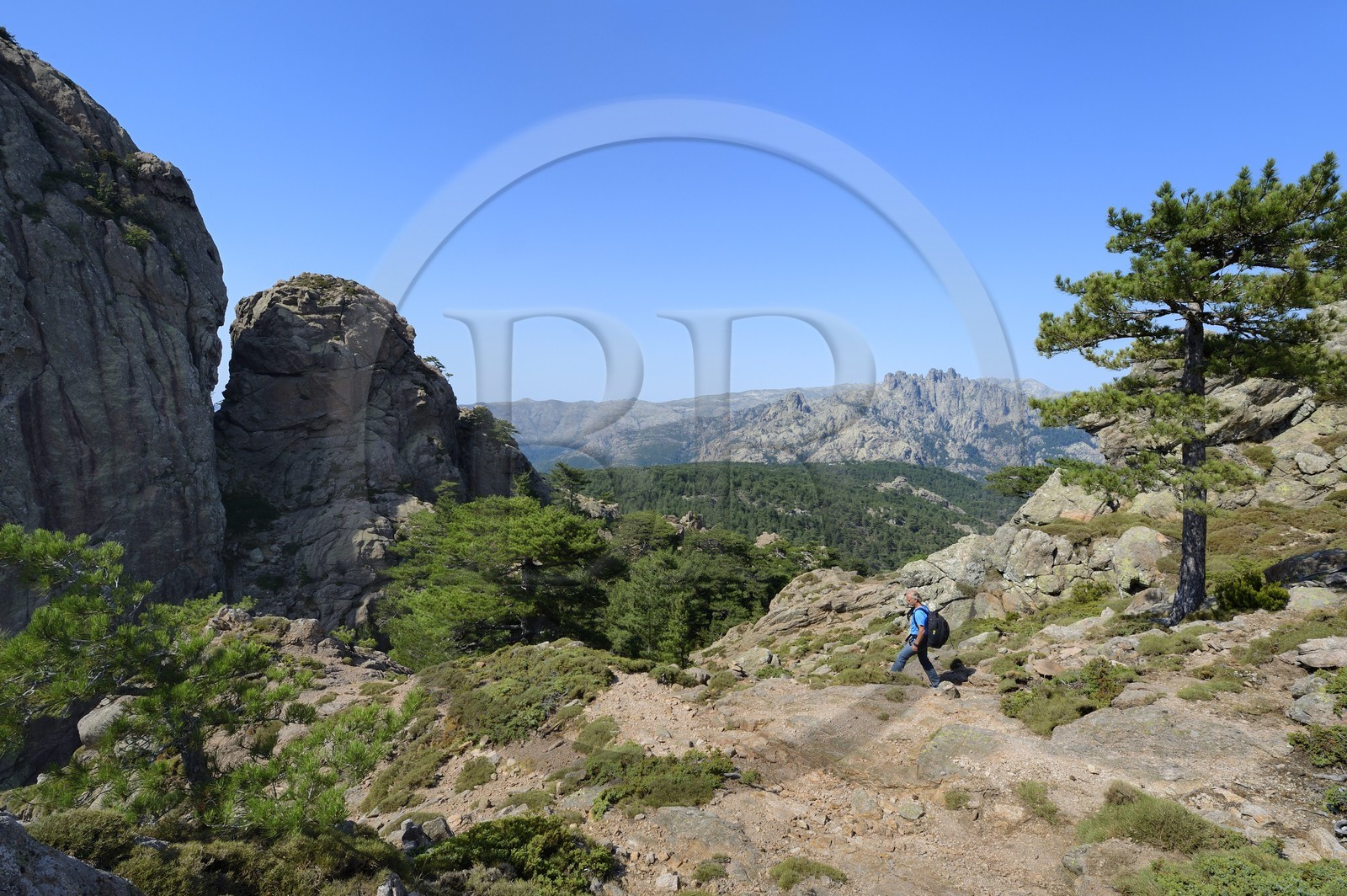France, Corse-du-Sud (2A), Alta Rocca, randonnée dans le massif de Bavella au Punta Velacu