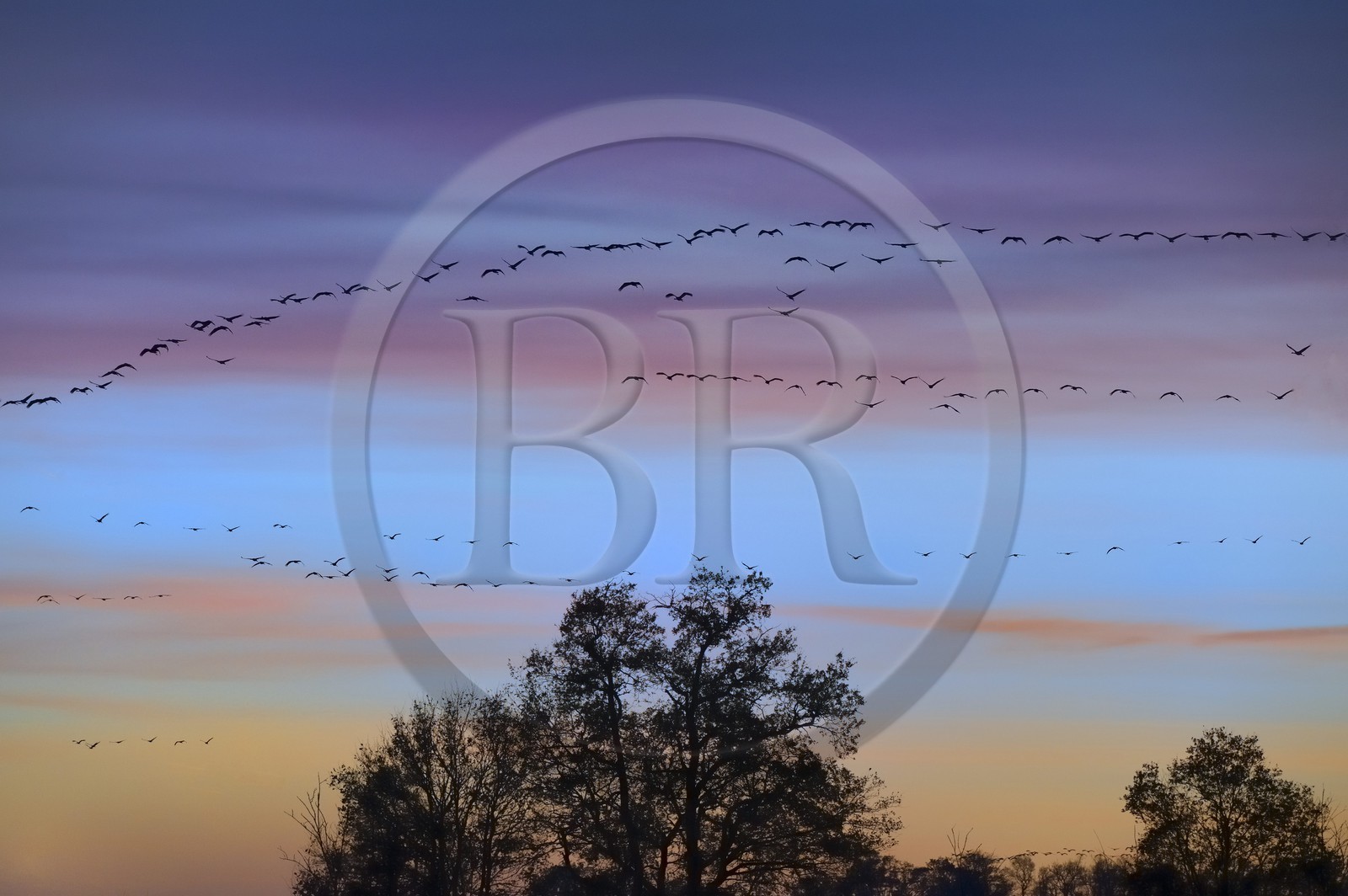 France, Indre (36), le Berry, parc naturel régional de la Brenne, Rosnay, étang de la Mer Rouge, grue cendrée (grus grus), vol au coucher de soleil