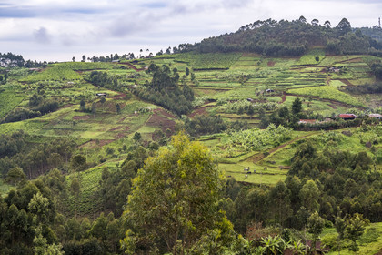 Rwanda, Province de l’Ouest, Nyakabuye, une colline typique de cette région avec un mélange de cultures dont le thé et le bananier, espaces agricoles entrecoupés de forêts d'eucalyptus, avec un habitat dispersé et des près pour l'élevage