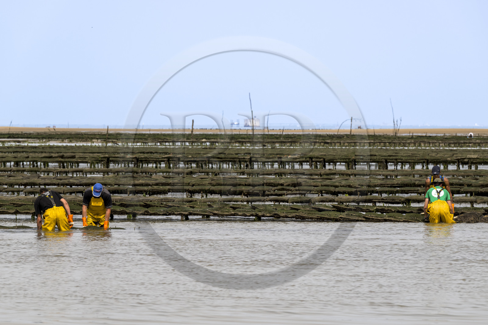 France, Charente-Maritime (17), Ile d'Oléron, Dolus-d’Oléron, entretien des parcs à huitres du bassin de Marennes-Oléron dans le Pertuis d'Antioche à marée basse France, Charente-Maritime (17), Ile d'Oléron, Dolus-d’Oléron, entretien des parcs à huitres du bassin de Marennes-Oléron dans le Pertuis d'Antioche à marée basse