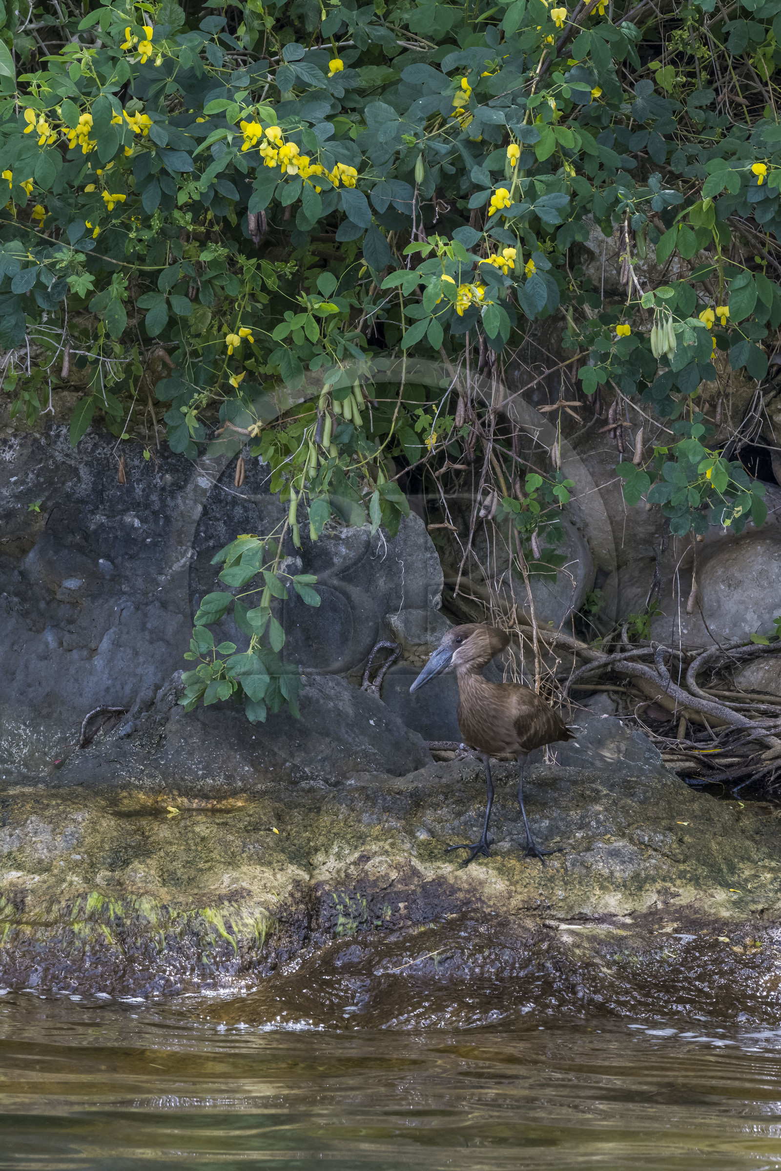 Rwanda, Province de l’Ouest, Karongi (anciennement nommée Kibuye), lac Kivu, Ombrette africaine (Scopus umbretta) sur un des ilots au large de Kibuye