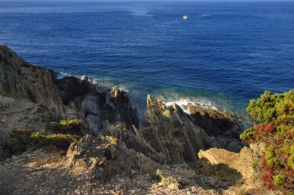 France, Var (83), Iles d'Hyères, Parc national de Port Cros, Ile de Port-Cros, falaises à la Pointe du Sud