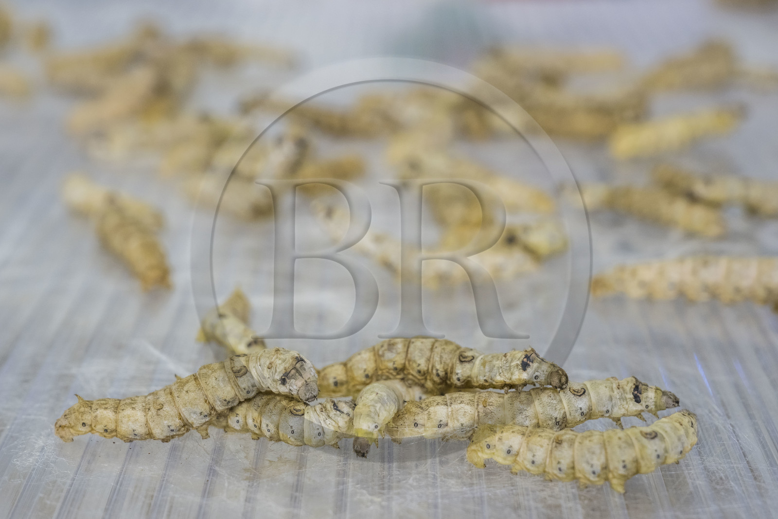 France, Gard (30), Monoblet, l'Atelier Sericyne relance la sériciculture française, élevage de vers à soie et production de soie d'exception et intissée pour la réalisation d'objets de décoration