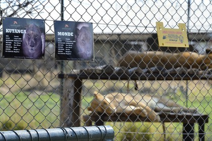 Zimbabwe, Midlands Province, Gweru, Antelope Park home to ALERT (African Lion and Environmental Research Trust), enclosure of lions that can not be released into the wild