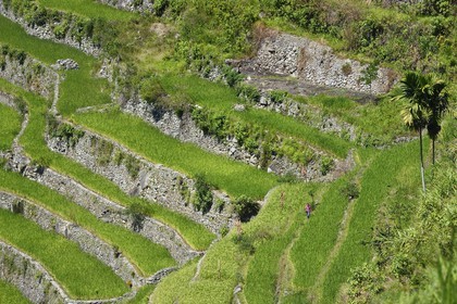 Philippines, province d'Ifugao, les rizières en terrasses de Banaue autour du village de Batad, classées Patrimoine Mondial de l'UNESCO
