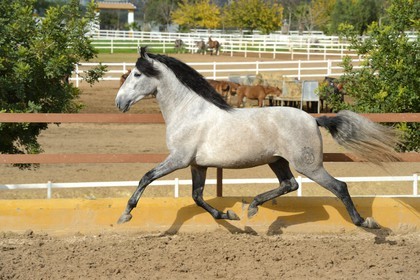 Spain, Andalusia, Seville Province, Utrera, the Ayala stud farm (Yeguada Ayala), training of an Andalusian horse also known as the Pure Spanish Horse or PRE (Pura Raza Espanola)