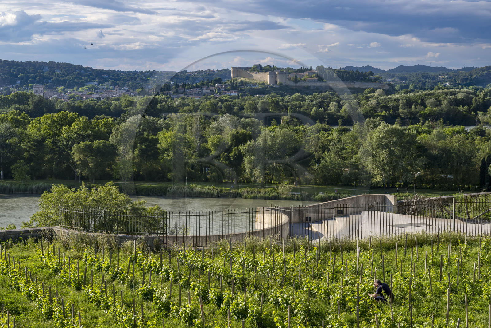 France, Vaucluse (84), Avignon, la vigne du clos du palais des papes, le Rhône et le Fort Saint André à Villeneuve-lès-Avignon en arrière plan