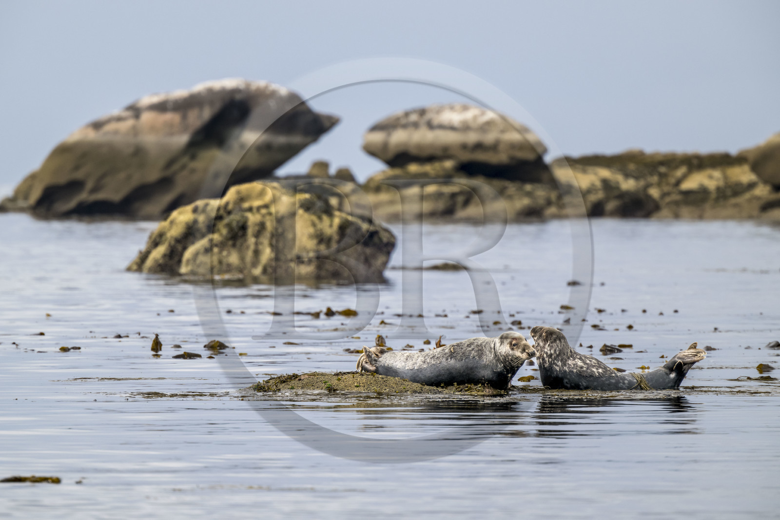 France, Finistère (29), Penmarch, archipel des Étocs, phoque gris (halichoerus grypus)