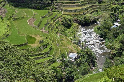 Philippines, province d'Ifugao, les rizières en terrasses de Banaue autour du village de Cambulo, classées Patrimoine Mondial de l'UNESCO