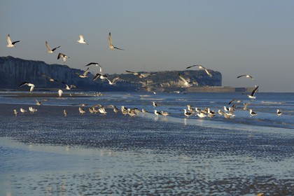 France, Seine-Maritime, Veules-les-Roses, seagulls on the beach and the cliffs at dawn