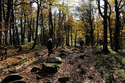 France, Haut-Rhin (68), la route des Crêtes, réserve naturelle de Tanet-Gazon-du-Faing,  randonneurs sur le chemin passant sur l'ancienne frontière franco-allemande