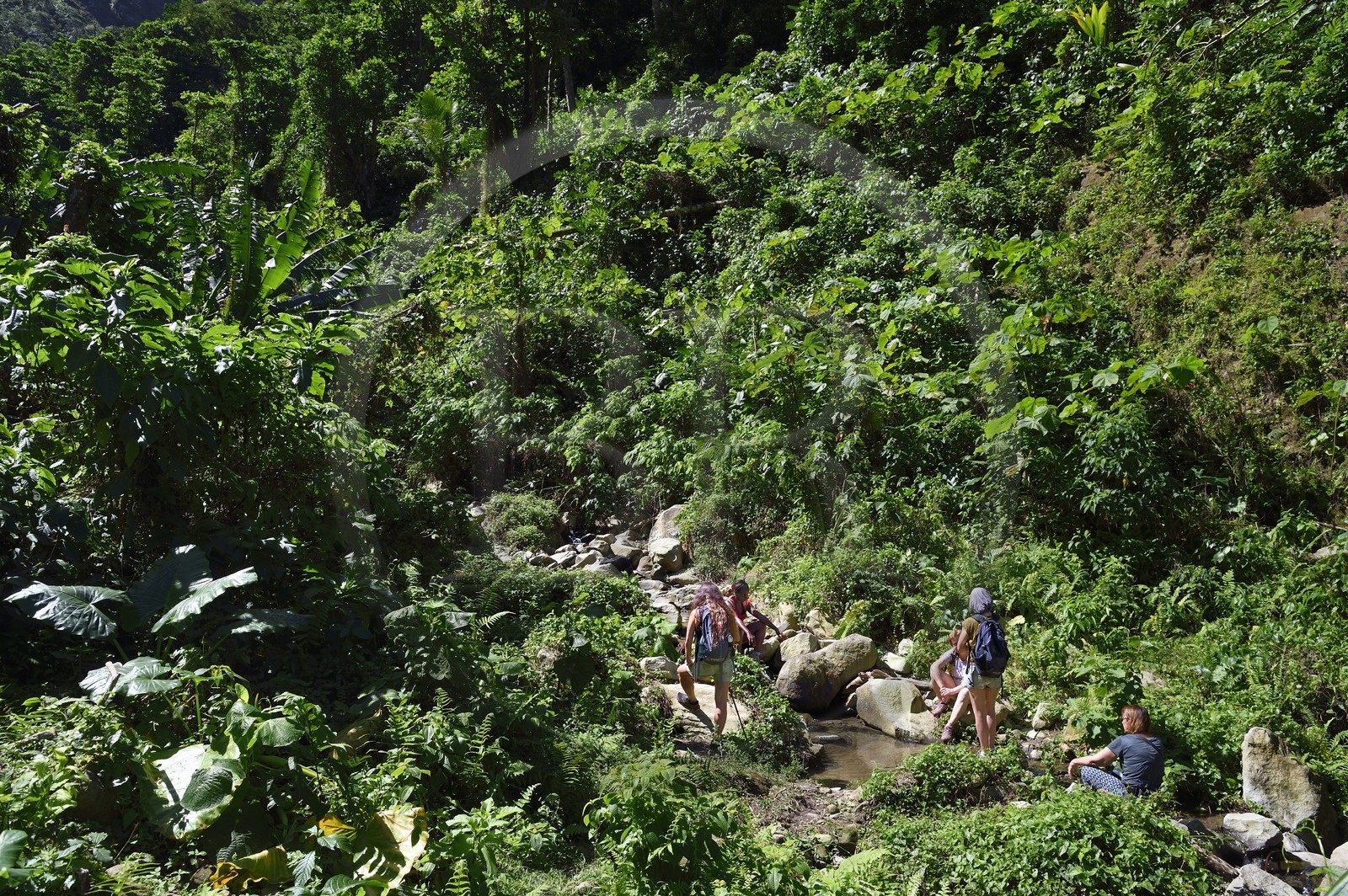 Caraïbes, Ile de la Dominique, randonneurs sur le segment 13 du Waitukubuli National Trail dans le nord de l'île entre Pennville et Capuchin