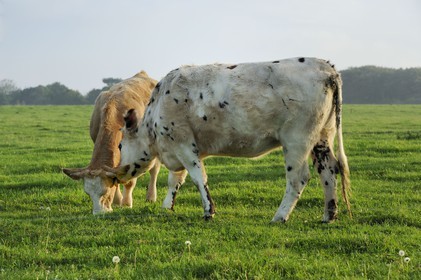 France, Seine-Maritime, Yport, norman cows