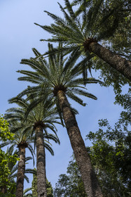 France, Alpes-Maritimes, Menton, Val Rahmeh Botanical Garden, Palm trees