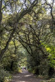 France, Vendée (85), Talmont-Saint-Hilaire, forêt de chêne vert du bois du Veillon dans l'arrière pays de la Pointe du Payré