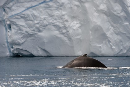 Groenland, cote ouest, baie de Disko, Ilulissat, fjord glacé classé Patrimoine Mondial de l'UNESCO qui est l’embouchure maritime du glacier Sermeq Kujalleq, baleine à bosse ou rorqual à bosse (Megaptera novaeangliae)