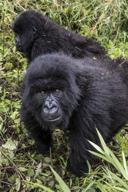 Rwanda, Province du Nord, Parc National des Volcans dans la chaine des Monts Virunga, mont Karisimbi, gorilles des montagnes (Gorilla beringei beringei) du groupe Susa