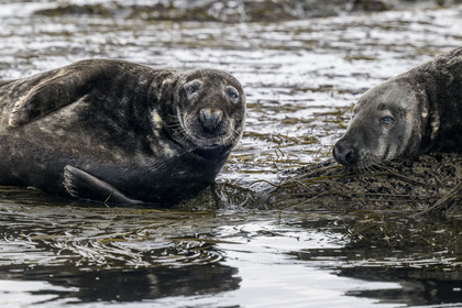 France, Finistère, Penmarch, Étocs archipelago, gray seal (halichoerus grypus)