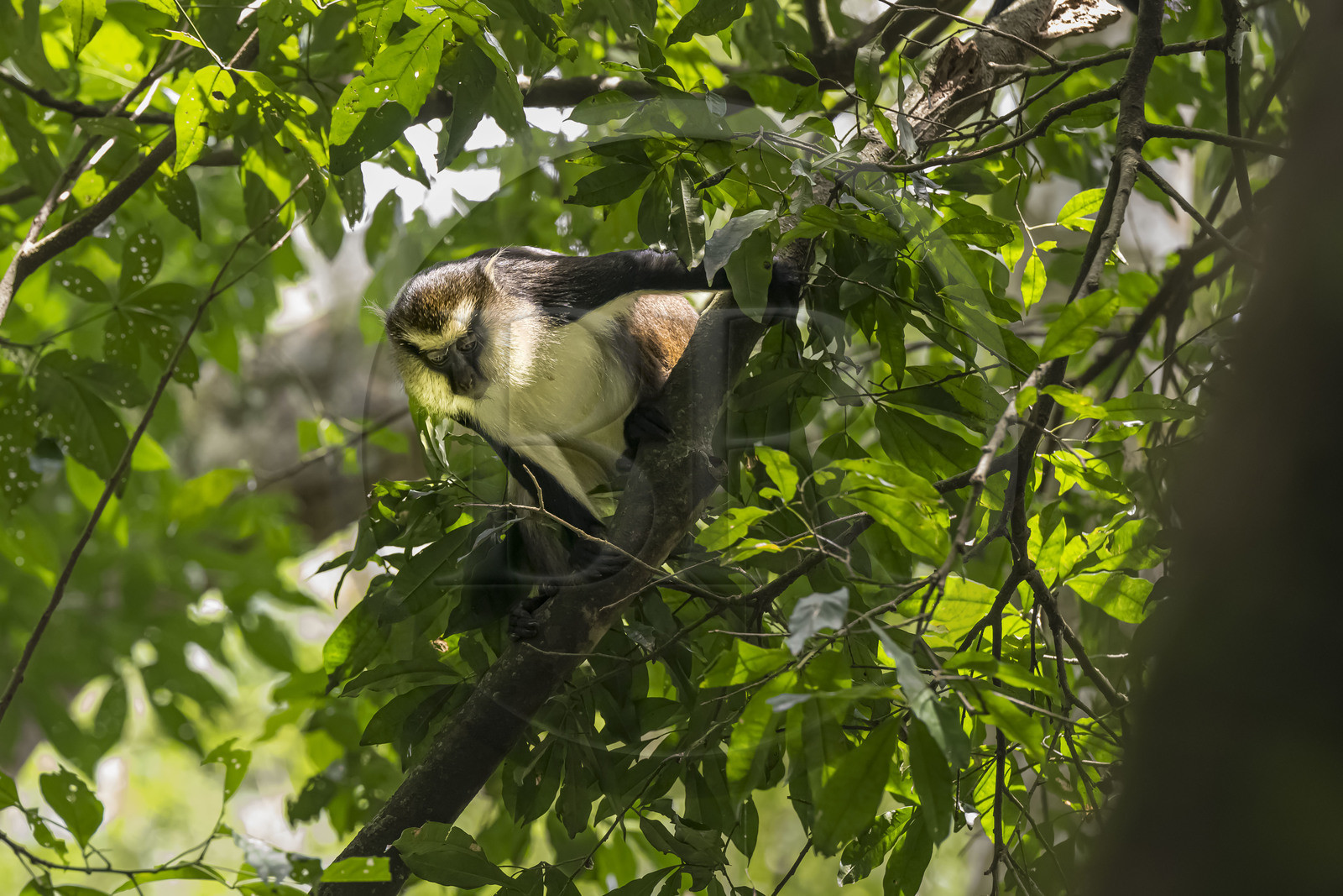 Rwanda, Province de l’Ouest, Nyakabuye, Parc national de Nyungwe, forêt tropicale humide naturelle de Cyamudongo, Cercopithèque de Dent (Cercopithecus denti)