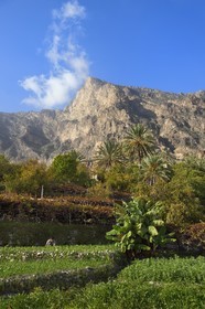 Sultanat d'Oman, Gouvernorat d'Al-Batina du Sud, Hajar occidental, Wadi Mistall, culture en terrasses au dessus du village de Wakan (Wukan) et le sommet du Qarn Wukan (2501m) en arrière plan, champs de fèves et lentilles