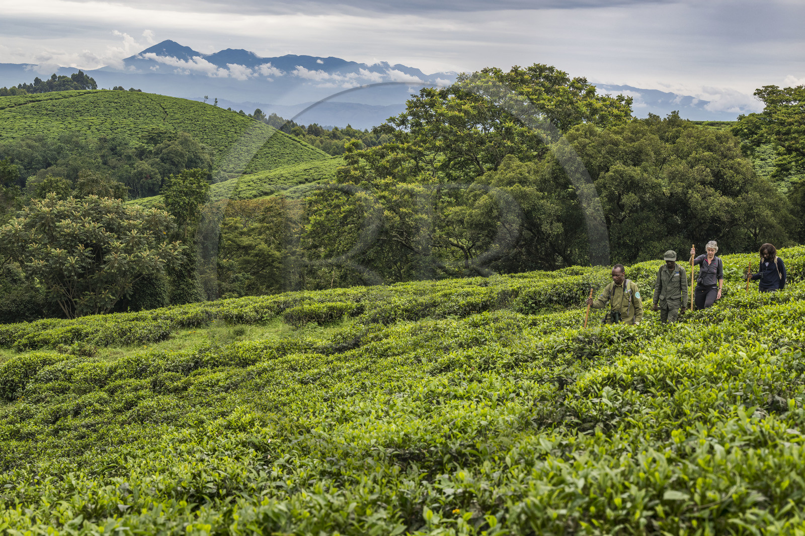 Rwanda, Province de l’Ouest, Gisakura, Parc national de Nyungwe, le garde de African Parks Claver Mtoyinkima guidant des touristes sur la piste des Colobes de Ruwenzori (Colobus angolensis ruwenzorii) pendant un safari à pied dans la forêt tropicale humide naturelle bordée par les plantations de thé, les montagnes de Kahuzi-Biega dans la République démocratique du Congo en arrière plan