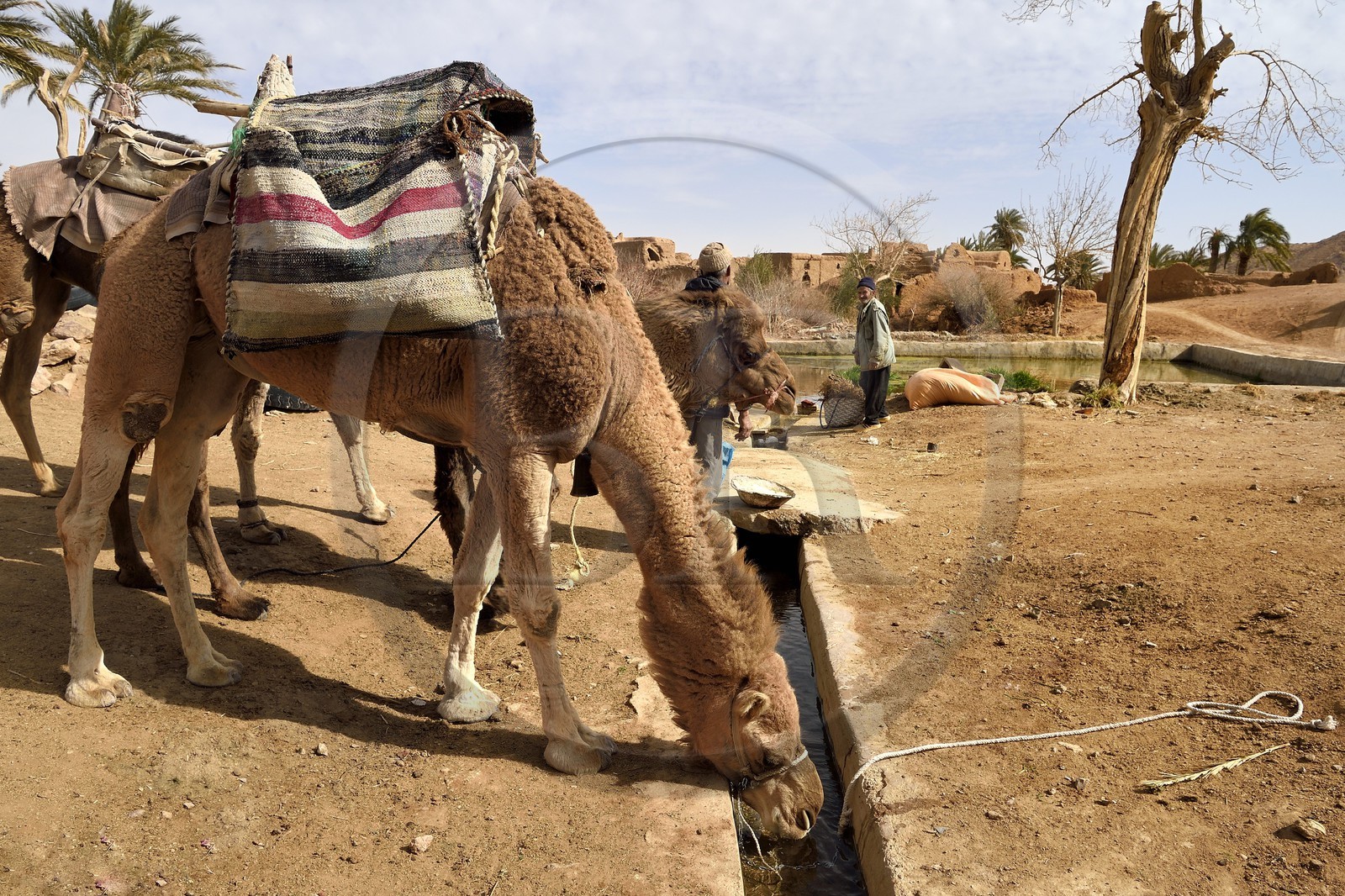 Iran, Province d'Ispahan, désert du Dasht-e Kavir, l'oasis d'Arousan dans la région de Khur et Biabanak, dromadaires s'abreuvant
