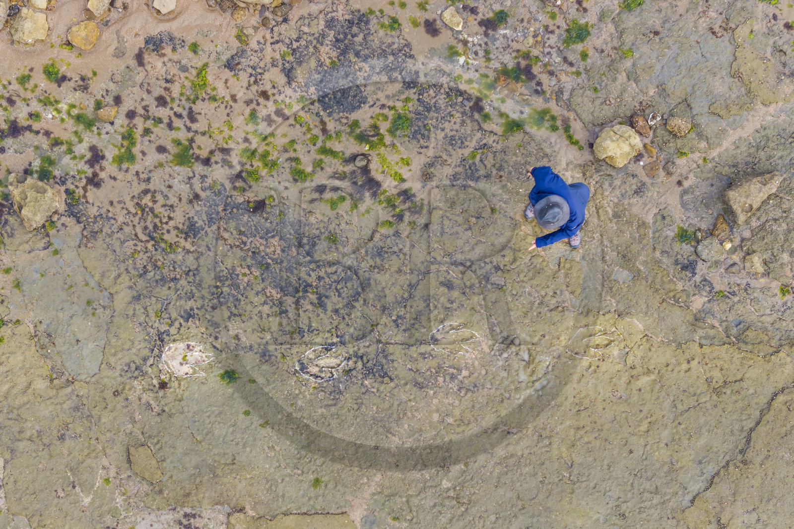 France, Vendée (85), Talmont-Saint-Hilaire, la Pointe du Payré, estran du site du Veillon à marée basse, traces fossiles tridactyles de dinosaures bipèdes datées d'environ 200 millions d’années France, Vendée (85), Talmont-Saint-Hilaire, la Pointe du Payré, estran du site du Veillon à marée basse, traces fossiles tridactyles de dinosaures bipèdes datées d'environ 200 millions d’années